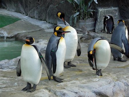 Shot of several king penguins and a one African penguin (in the background, looking behind) in Ueno Zoo, Japan.  The one on the right is balancing while oiling its feathers and the others lay idling. Foto de stock - Super Valor sin royalties y Suscripción, Código: 400-04966177