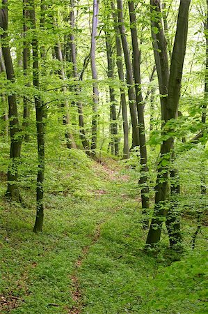 simsearch:400-08348471,k - lush green forest Stockbilder - Microstock & Abonnement, Bildnummer: 400-04966192