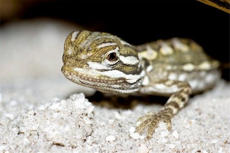 young bearded dragon Foto de stock - Royalty-Free Super Valor e Assinatura, Número: 400-04966259