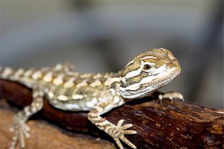 young bearded dragon Foto de stock - Royalty-Free Super Valor e Assinatura, Número: 400-04966260