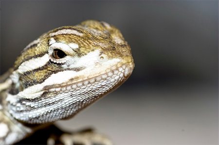 young bearded dragon Foto de stock - Royalty-Free Super Valor e Assinatura, Número: 400-04966261