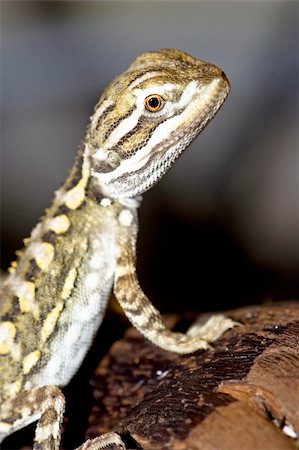 young bearded dragon Foto de stock - Royalty-Free Super Valor e Assinatura, Número: 400-04966262