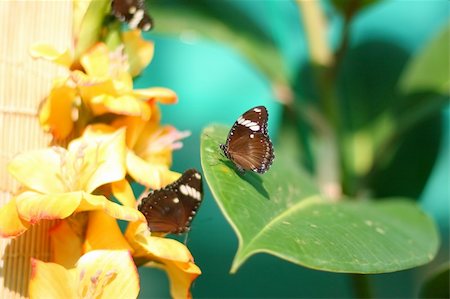 fedotishe (artist) - Two butterflies sitting on a leaf and flovers Stock Photo - Budget Royalty-Free & Subscription, Code: 400-04966302
