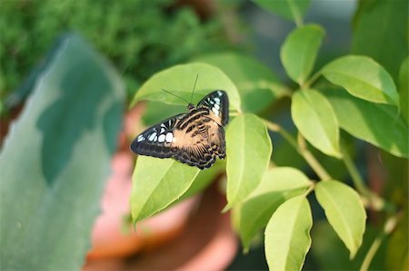 fedotishe (artist) - Big butterfly sitting on a green leaf Stock Photo - Budget Royalty-Free & Subscription, Code: 400-04966303