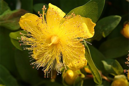 a yellow health flower Foto de stock - Royalty-Free Super Valor e Assinatura, Número: 400-04966355