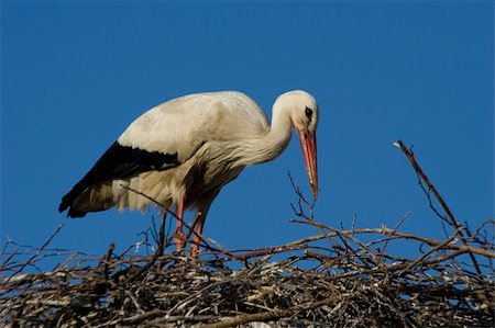 white storks living in the nature Foto de stock - Royalty-Free Super Valor e Assinatura, Número: 400-04966416