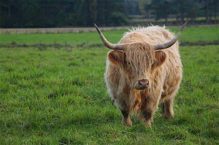 scottish cattle - A large highland bull. Stock Photo - Budget Royalty-Free & Subscription, Code: 400-04966423