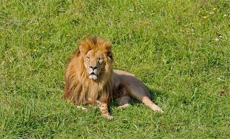 felino grande - Male lion in the national park, on the grass background Photographie de stock - Aubaine LD & Abonnement, Code: 400-04966442