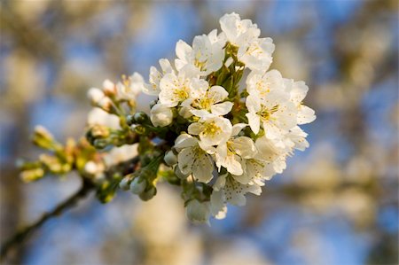 flowered apple tree Foto de stock - Royalty-Free Super Valor e Assinatura, Número: 400-04966464