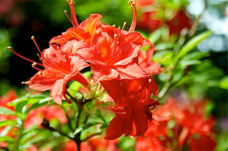 simsearch:400-04776576,k - very fine coloured Rhododendron Stock Photo - Budget Royalty-Free & Subscription, Code: 400-04966466