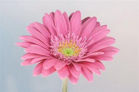 wonderfull pink flower - Gerbera - close-up Foto de stock - Royalty-Free Super Valor e Assinatura, Número: 400-04966460