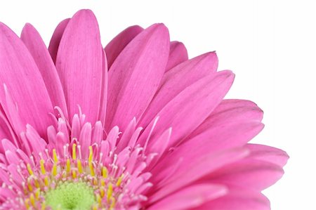 wonderfull pink flower - Gerbera - close-up Foto de stock - Royalty-Free Super Valor e Assinatura, Número: 400-04966461