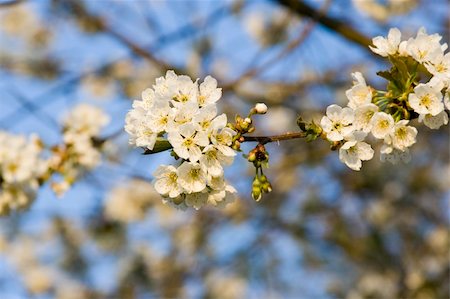 an flowered apple tree Foto de stock - Royalty-Free Super Valor e Assinatura, Número: 400-04966463