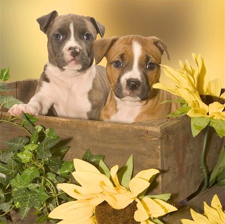 staffordshire - american staffordshire terrier Stockbilder - Microstock & Abonnement, Bildnummer: 400-04966499