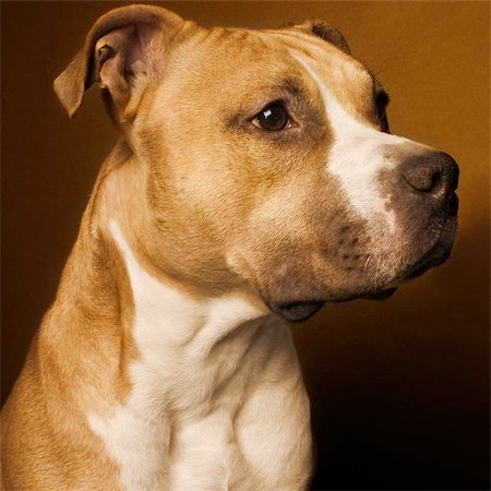 american staffordshire terrier Stock Photo - Budget Royalty-Free & Subscription, Code: 400-04966512