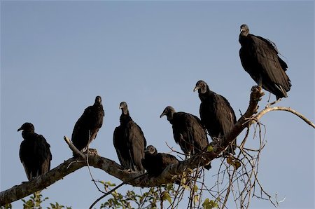 flock of vulture - Vultures roosting, royal palm visitor center, anhinga trail, everglades state national park, taken in the early evening march 2006 Stock Photo - Budget Royalty-Free & Subscription, Code: 400-04966779