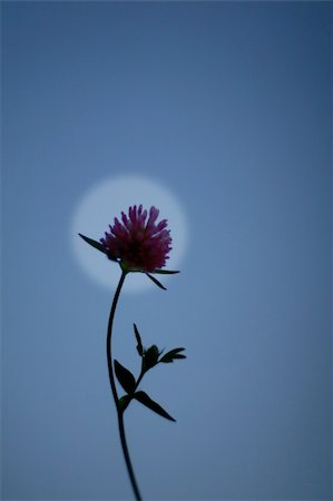 fedotishe (artist) - Contour of a trefoil flower on a background of the moon in the night sky Foto de stock - Super Valor sin royalties y Suscripción, Código: 400-04966896