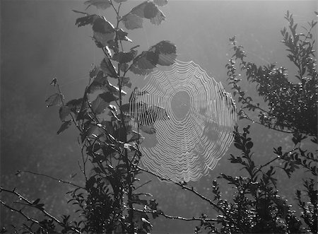simsearch:400-07570299,k - Spider web in morning mist, converted to black and white Stock Photo - Budget Royalty-Free & Subscription, Code: 400-04967073