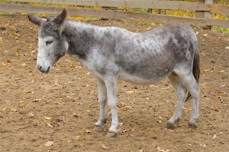 fedotishe (artist) - Thoughtful grey donkey behind the fence in the park Photographie de stock - Aubaine LD & Abonnement, Code: 400-04967346