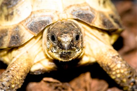 young turtle Foto de stock - Royalty-Free Super Valor e Assinatura, Número: 400-04967416