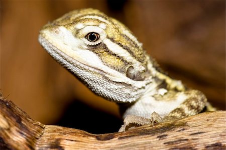 young bearded dragon Foto de stock - Royalty-Free Super Valor e Assinatura, Número: 400-04967411