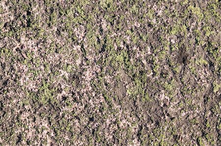 A rough granite rock texture covered in a dry moss. Stock Photo - Budget Royalty-Free & Subscription, Code: 400-04967500
