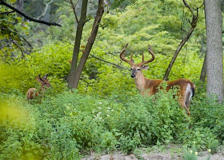 simsearch:400-04369879,k - Whitetail deer buck in summer velvet. Foto de stock - Super Valor sin royalties y Suscripción, Código: 400-04967676