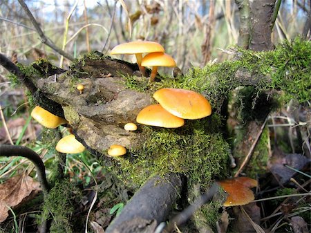 simsearch:400-04370801,k - Mushrooms, growings on a stump, in the autumn forest Foto de stock - Super Valor sin royalties y Suscripción, Código: 400-04967743