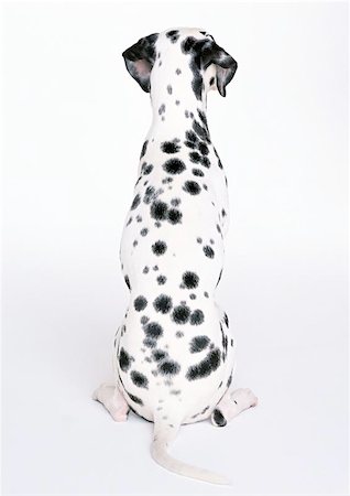 sentinel - Beautifull Pet Photographie de stock - Aubaine LD & Abonnement, Code: 400-04967795