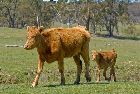 female cow calf - a mother cow and its calf walk along through a field Stock Photo - Budget Royalty-Free & Subscription, Code: 400-04967834