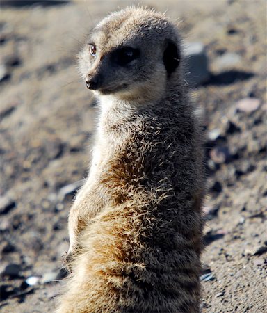 simsearch:400-05233768,k - A close-up portrait of a Meerkat Stock Photo - Budget Royalty-Free & Subscription, Code: 400-04967865