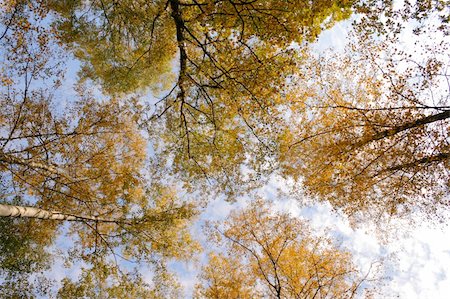 fedotishe (artist) - Blue sky and the crones of trees with yellow leaves in autumn Foto de stock - Super Valor sin royalties y Suscripción, Código: 400-04968166