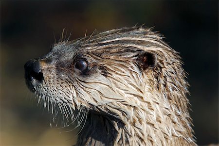 Close-up portrait of a wet Northern River Otter Foto de stock - Super Valor sin royalties y Suscripción, Código: 400-04968193
