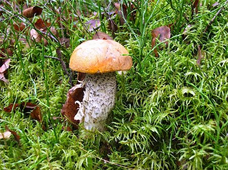 simsearch:649-07437090,k - Orange-cap boletus in green moss near a birch Photographie de stock - Aubaine LD & Abonnement, Code: 400-04968264