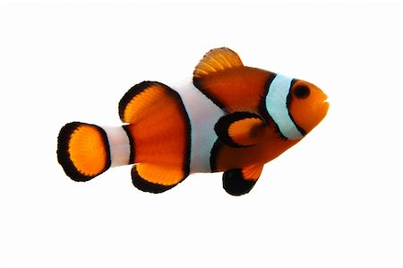 simsearch:400-04699407,k - A clownfish (Amphiprion Ocellaris) on a white background. Photographie de stock - Aubaine LD & Abonnement, Code: 400-04968304