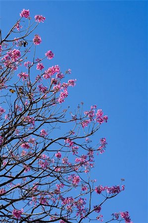 A partial view of a pink trumpet tree against the blue sky. Stock Photo - Budget Royalty-Free & Subscription, Code: 400-04968308