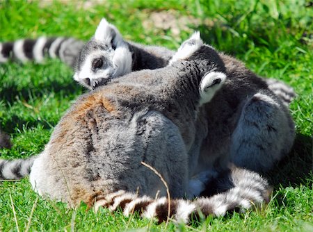 simsearch:400-06772893,k - Portrait of two Ring-tailed Lemurs (Lemur catta) Stock Photo - Budget Royalty-Free & Subscription, Code: 400-04968332