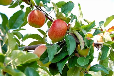 simsearch:400-05033339,k - fresh ripened apples on tree in orchard Stock Photo - Budget Royalty-Free & Subscription, Code: 400-04968454