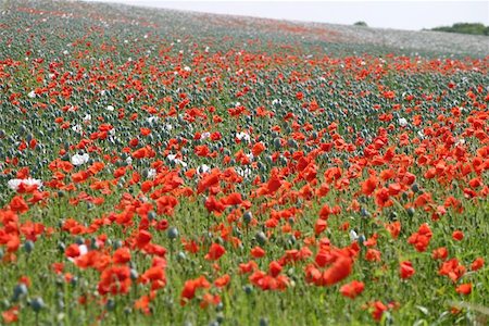 field full of red poppies Stock Photo - Budget Royalty-Free & Subscription, Code: 400-04968842