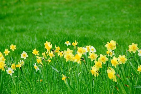 field of daffodil pictures - Row of spring daffodils in green grass field Stock Photo - Budget Royalty-Free & Subscription, Code: 400-04969016