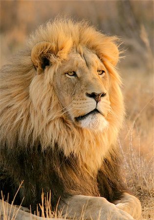 simsearch:400-06557561,k - Portrait of a big male lion, South Africa Fotografie stock - Microstock e Abbonamento, Codice: 400-04969299