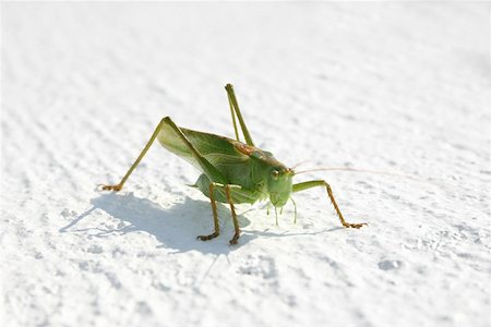 Grasshopper Stock Photo - Budget Royalty-Free & Subscription, Code: 400-04969538