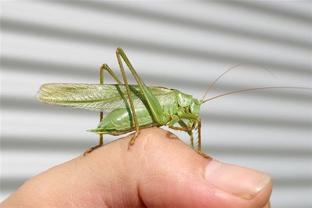 Grasshopper Stock Photo - Budget Royalty-Free & Subscription, Code: 400-04969539