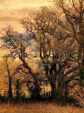 View of a woods in winter near bangor, north wales. Fotografie stock - Microstock e Abbonamento, Codice: 400-04969773