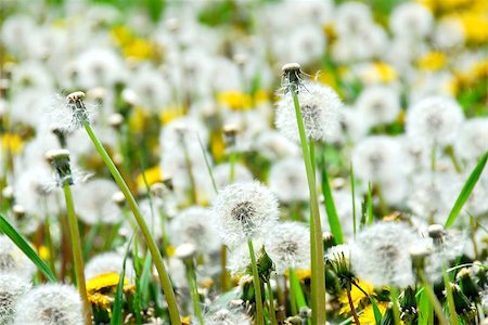 simsearch:700-01993307,k - A field of blooming and seeding dandelions Stock Photo - Budget Royalty-Free & Subscription, Code: 400-04969847