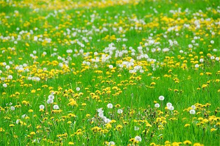 simsearch:700-01993307,k - A field of blooming and seeding dandelions Stock Photo - Budget Royalty-Free & Subscription, Code: 400-04969848