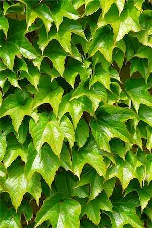 simsearch:400-05226582,k - Green ivy background Stock Photo - Budget Royalty-Free & Subscription, Code: 400-04969850