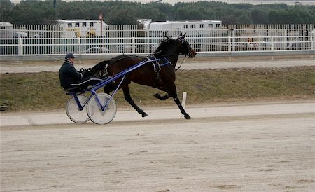 picture of man riding a cart - Trotting, sport in Italy Stock Photo - Budget Royalty-Free & Subscription, Code: 400-04969911