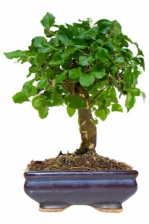 Isolated green bonsai tree in pot Stock Photo - Budget Royalty-Free & Subscription, Code: 400-04960125