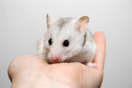 White hamster sitting in a man's hand Stock Photo - Budget Royalty-Free & Subscription, Code: 400-04960120